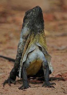 a large lizard sitting on the ground with it's head turned to the side