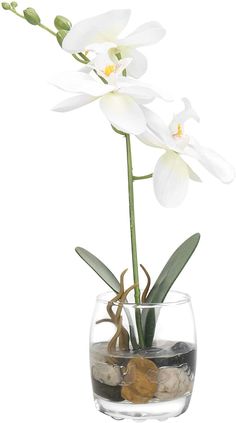 a white flower in a glass vase filled with rocks and water on a white background