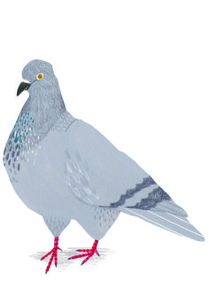 a drawing of a pigeon standing on the ground