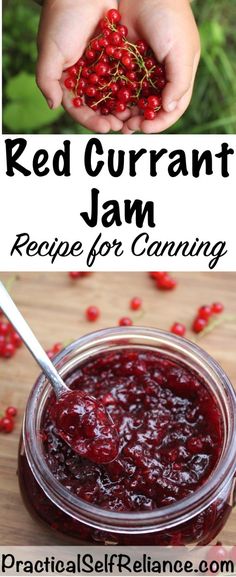 red curran jam recipe for canning