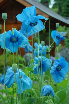 blue flowers are blooming in the garden