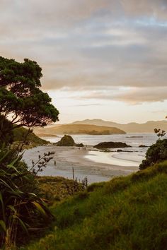 an ocean view with trees and grass on the shore