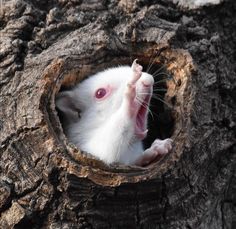 a small white rat sticking its head out of a hole in a tree trunk, with it's mouth wide open