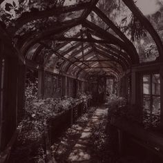 an old greenhouse with lots of plants growing inside