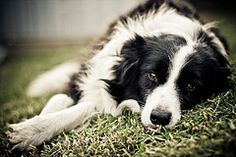 a black and white dog laying in the grass