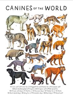 a poster with different types of animals in the world, including foxes and raccoons