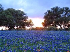 a field full of blue flowers and trees with the sun setting in the distance behind them