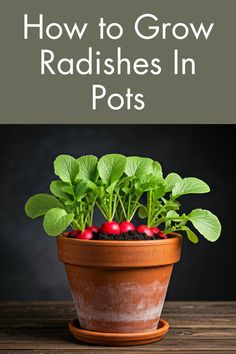 a potted plant with radishes in it and the title how to grow radishes in pots