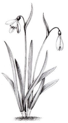 an ink drawing of some flowers on a white background with water droplets hanging from the stems