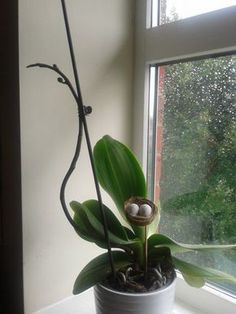 a potted plant sitting on top of a window sill