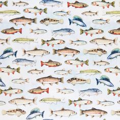 a large group of fish on a white background