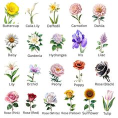 an image of flowers that are in english