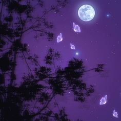 butterflies flying in the night sky over trees