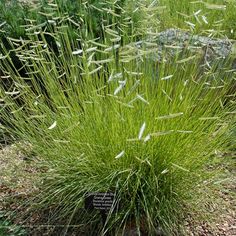 some very pretty green plants in the grass