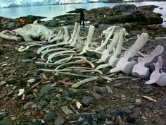 there are many pieces of driftwood on the ground next to water and icebergs