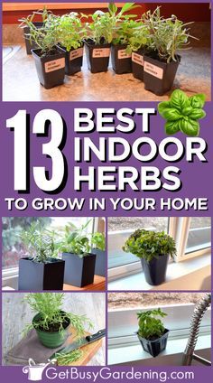 the 13 best indoor herbs to grow in your home by gerbus gardening com