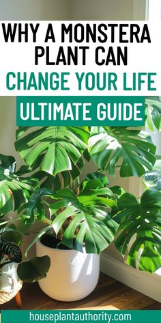 a houseplant plant with text overlay that reads, why a monstera plant can change your life ultimate guide