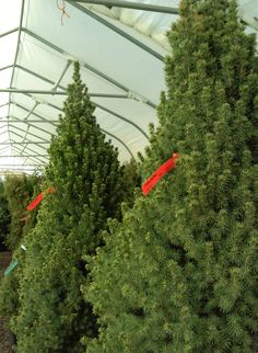 rows of christmas trees in a greenhouse with red ribbons hanging from the top and bottom