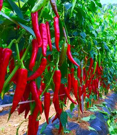 red peppers growing on the vine in a garden