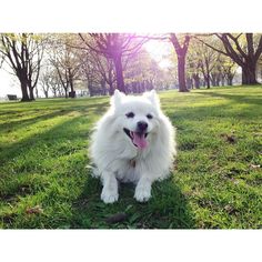 a white dog sitting in the grass with its tongue out and it's mouth open