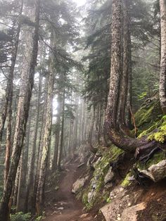 a trail in the woods with lots of trees