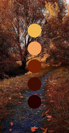 a path in the woods with four circles hanging from it's sides and leaves on the ground