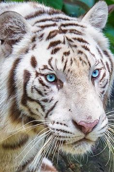 a white tiger with blue eyes looking at the camera