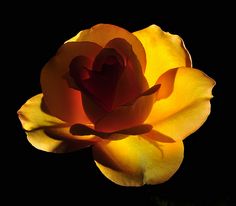 a yellow and red rose on a black background