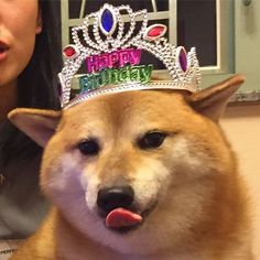 a dog wearing a tiara with its tongue sticking out and looking at the camera