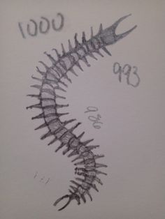 a drawing of a fish skeleton with the word coq on it's side