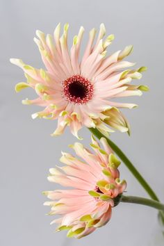 two pink and yellow flowers in a vase