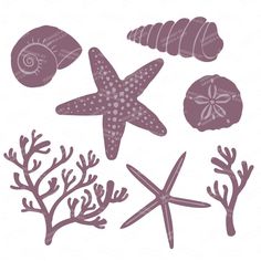 the silhouettes of sea stars, corals and seashells are shown on a white background