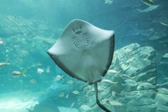 a manta ray swims in an aquarium filled with fish and other marine life