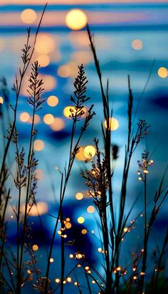 some grass and lights by the water at night with blurry lights in the background