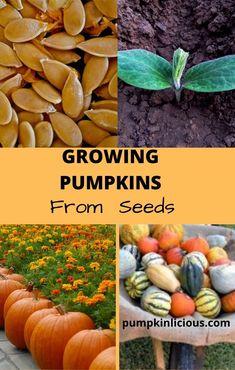 growing pumpkins from seeds are easy to grow and can be used in many ways