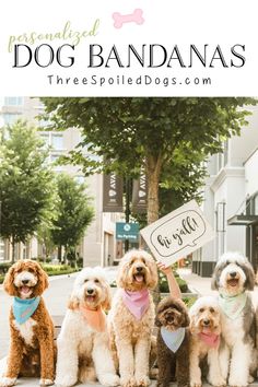 five poodles with bandanas and bibs are standing in front of a sign that says dog bandanas