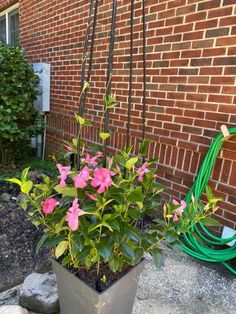 a potted plant with pink flowers sitting in front of a brick wall next to a hose