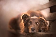 a brown dog laying on top of a couch next to a wall and looking at the camera