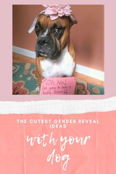 a dog with a pink bow on its head is sitting in front of a sign that says, the cutest gender reveal ideas with your dog