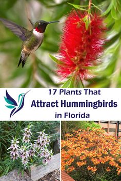 different types of flowers and plants with the words 17 plants that attract hummingbirds in florida