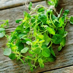 some green plants are growing out of the ground on a wooden table with string attached to it