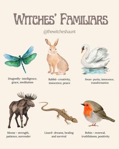 some animals that are in the wild with names on them, and an image of what they