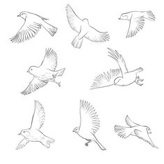 six birds flying in the sky