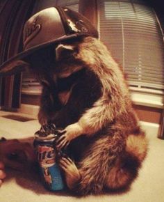 a raccoon wearing a fireman's hat and holding a can of beer