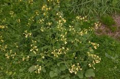 a plant with yellow flowers in the grass