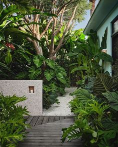 a wooden walkway surrounded by tropical plants and trees