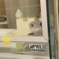 a close up of a window with a small animal in it's glass pane