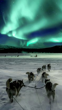 a group of dogs pulling a sled in the snow under an aurora bore display