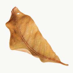 a single leaf on a white background is shown in close up view with no image to describe