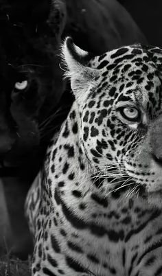 a black and white photo of a large leopard next to a smaller one in the background